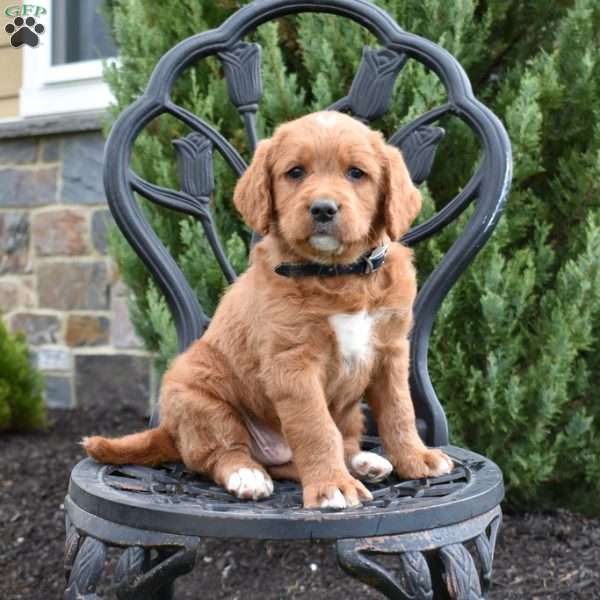 Dallas, Labradoodle Puppy
