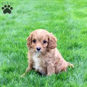 Dallas, Cavapoo Puppy