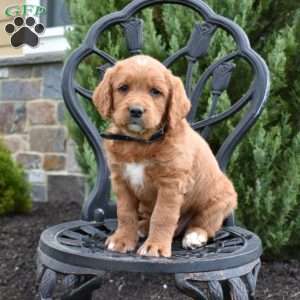 Dallas, Labradoodle Puppy