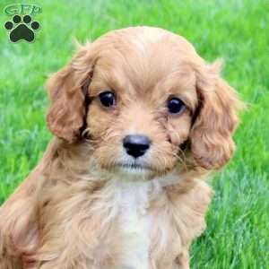 Dallas, Cavapoo Puppy