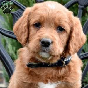Dallas, Labradoodle Puppy