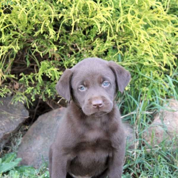 Dallas, Chocolate Labrador Retriever Puppy
