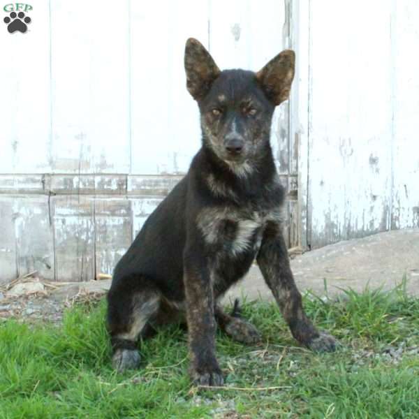 Dally, German Shepherd Mix Puppy