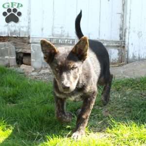 Dally, German Shepherd Mix Puppy