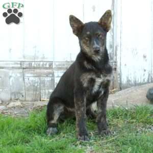 Dally, German Shepherd Mix Puppy