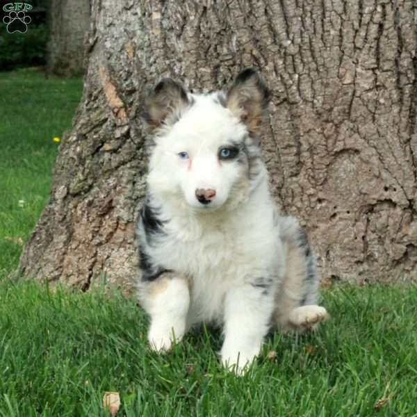 Dan, Australian Shepherd Puppy