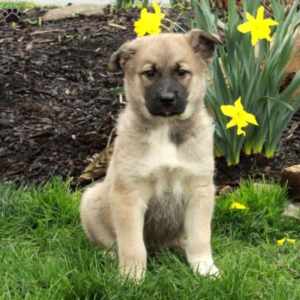 Dane, Belgian Malinois Mix Puppy