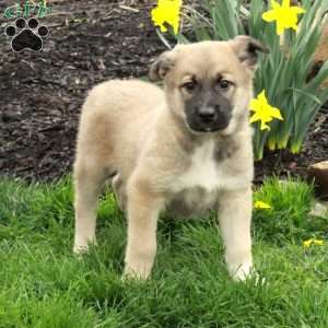 Dane, Belgian Malinois Mix Puppy
