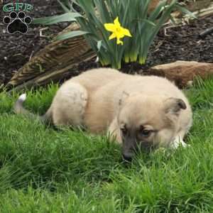 Dane, Belgian Malinois Mix Puppy