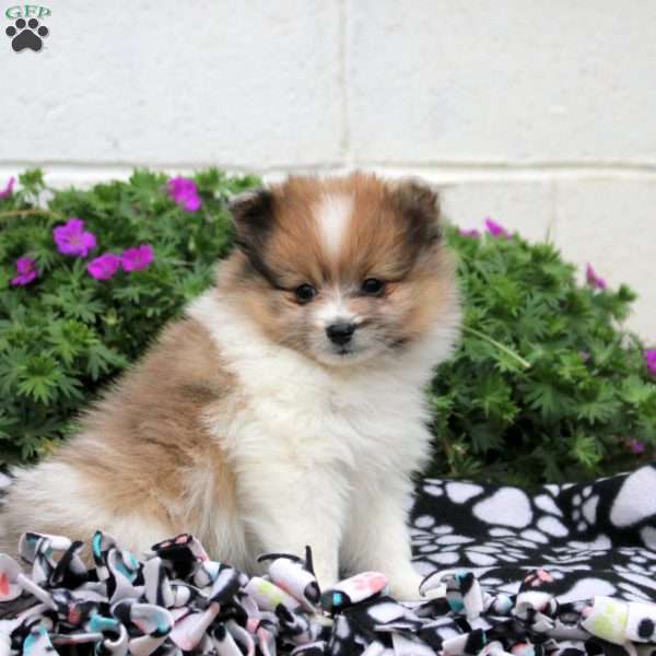 Daniel, Pomeranian Puppy