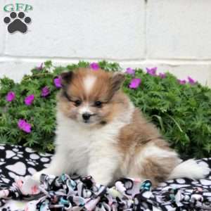 Daniel, Pomeranian Puppy