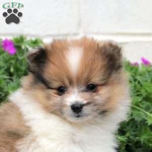 Daniel, Pomeranian Puppy