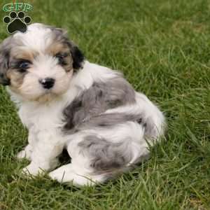Daphne, Cavapoo Puppy