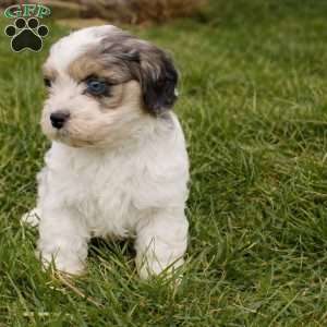 Daphne, Cavapoo Puppy