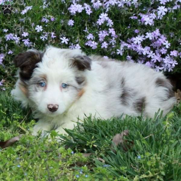 Daphne, Australian Shepherd Puppy