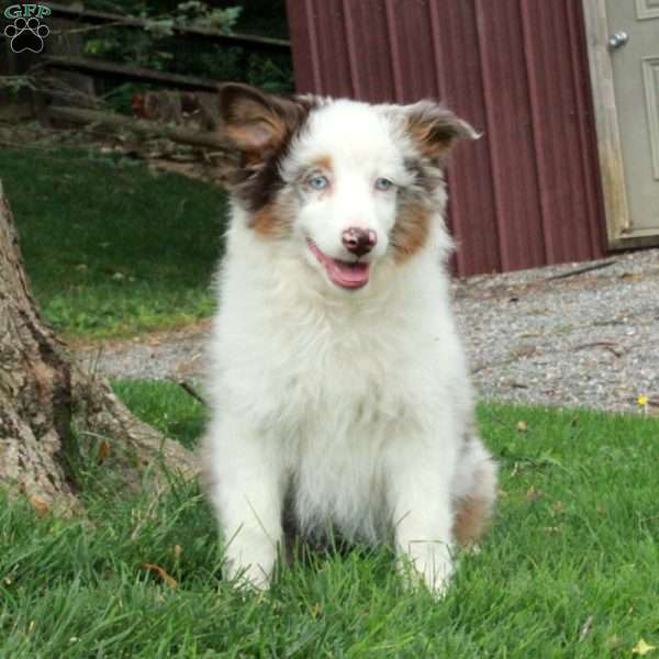 Daphne, Australian Shepherd Puppy