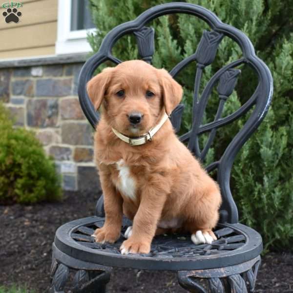 Daphne, Labradoodle Puppy