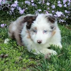 Daphne, Australian Shepherd Puppy