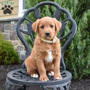 Daphne, Labradoodle Puppy