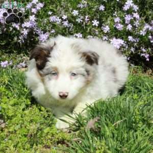 Daphne, Australian Shepherd Puppy