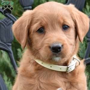 Daphne, Labradoodle Puppy