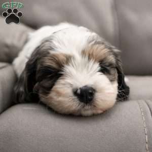 Daphne, Cavapoo Puppy