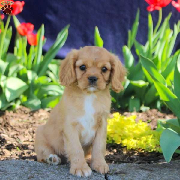Darla, Cavapoo Puppy