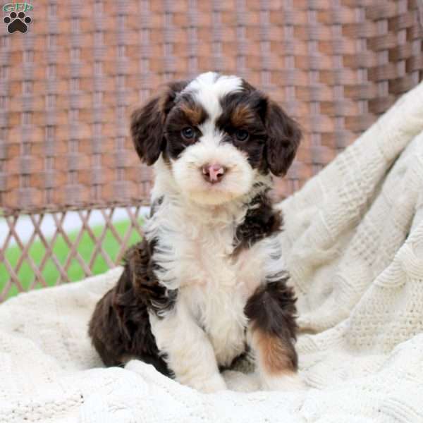 Darla, Mini Bernedoodle Puppy