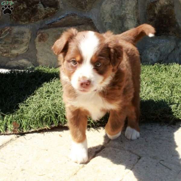 Darla, Miniature Australian Shepherd Puppy