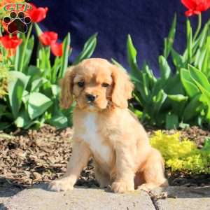Darla, Cavapoo Puppy
