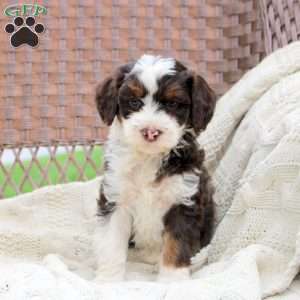 Darla, Mini Bernedoodle Puppy