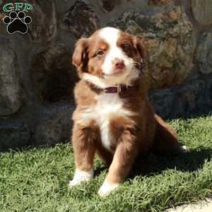 Darla, Miniature Australian Shepherd Puppy