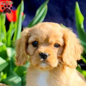 Darla, Cavapoo Puppy