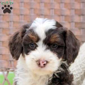 Darla, Mini Bernedoodle Puppy