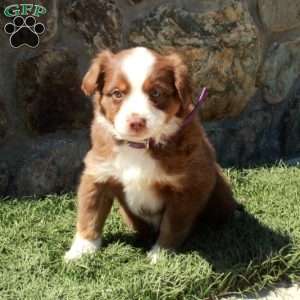 Darla, Miniature Australian Shepherd Puppy