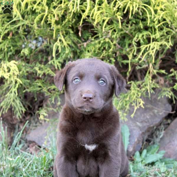 Darla, Chocolate Labrador Retriever Puppy