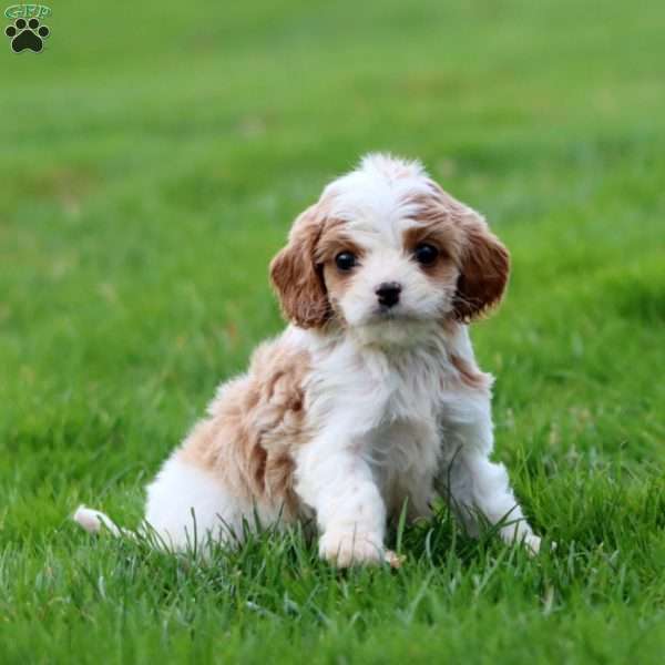 Dash, Cavapoo Puppy