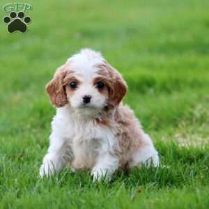 Dash, Cavapoo Puppy
