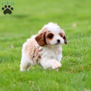 Dash, Cavapoo Puppy