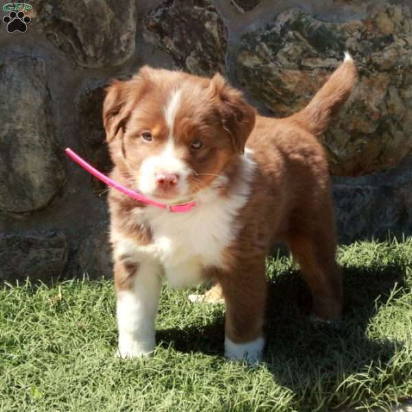 Dasher, Miniature Australian Shepherd Puppy