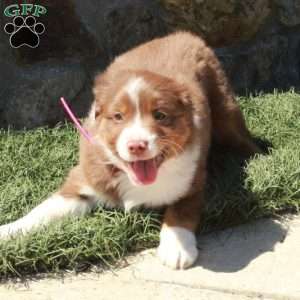 Dasher, Miniature Australian Shepherd Puppy