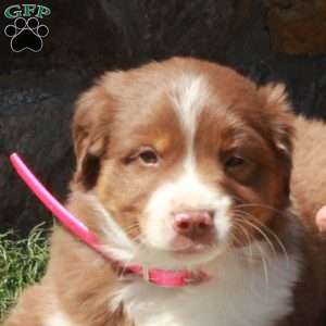 Dasher, Miniature Australian Shepherd Puppy