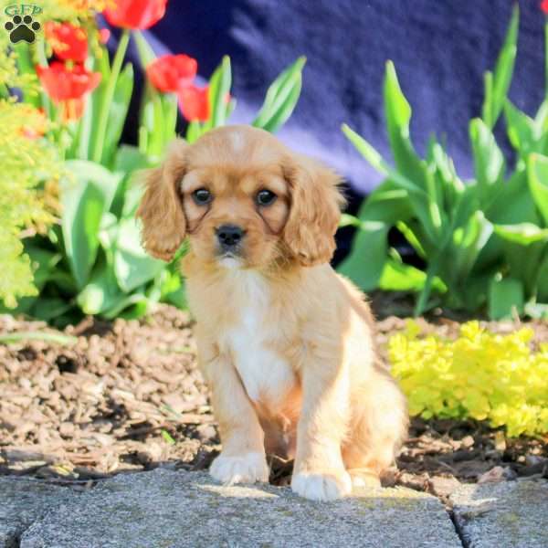 David, Cavapoo Puppy