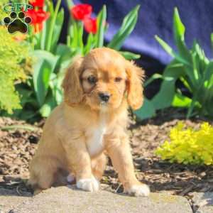 David, Cavapoo Puppy