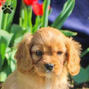 David, Cavapoo Puppy