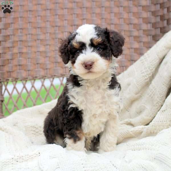 Dawson, Mini Bernedoodle Puppy