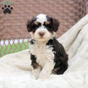 Dawson, Mini Bernedoodle Puppy