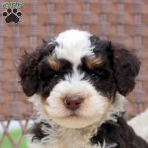 Dawson, Mini Bernedoodle Puppy