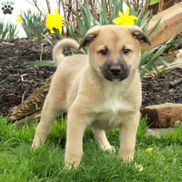 Dax, Belgian Malinois Mix Puppy