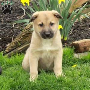 Dax, Belgian Malinois Mix Puppy